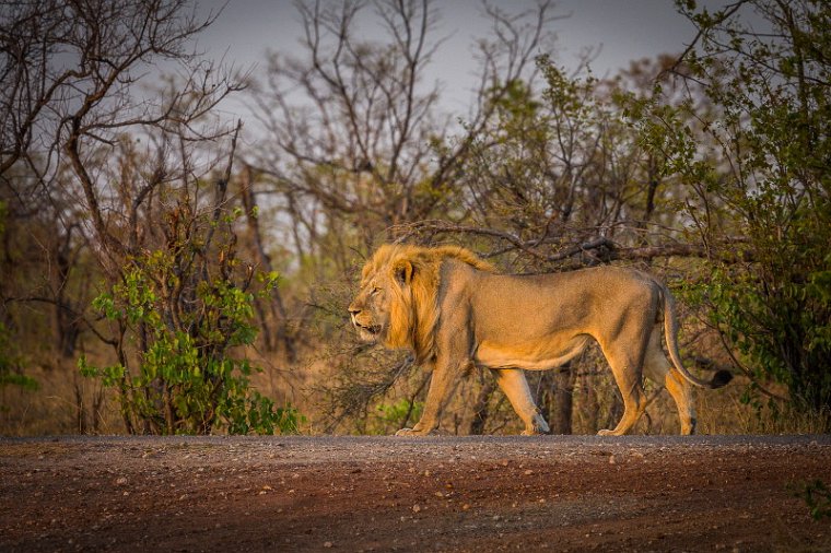 062 Zimbabwe, Hwange NP, leeuw.jpg